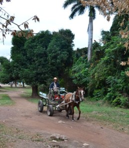 Horse cart farmer